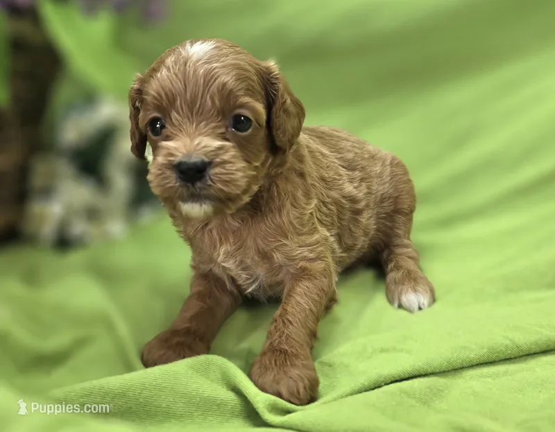 Ladybug – Cavapoo puppy for sale in Galena, MO