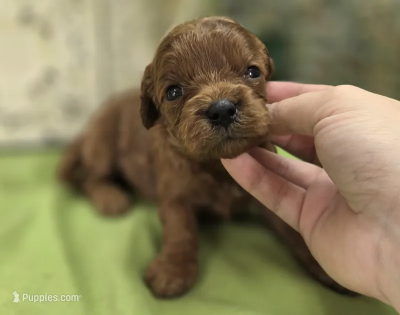 Katydid – Cavapoo puppy for sale in Galena, MO