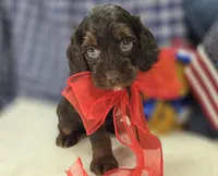 Meeko, a male Cockapoo for sale in Galena, MO – 4 of 10