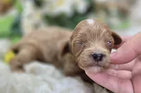 Ladybug, a female Cavapoo for sale in Galena, MO – 5 of 5