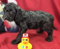 Paisley, a female Cavapoo for sale in Galena, MO – 6 of 7