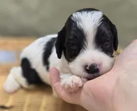 Laramie, a male Cavapoo for sale in Galena, MO – 3 of 6