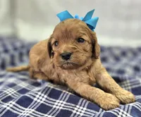 Flint, a male Cavapoo for sale in Galena, MO – Photo 1 of 8