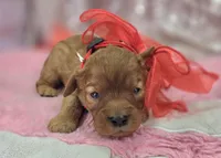 Flint, a male Cavapoo for sale in Galena, MO – Photo 5 of 8