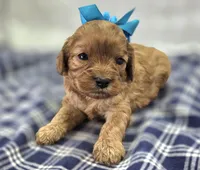 Flint, a male Cavapoo for sale in Galena, MO – Photo 3 of 8