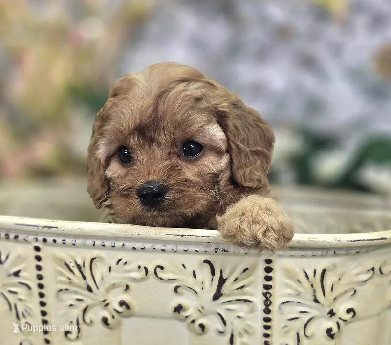 Flint – Cavapoo puppy for sale in Galena, MO