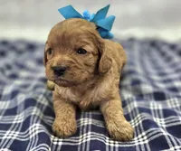 Flint, a male Cavapoo for sale in Galena, MO – Photo 4 of 8