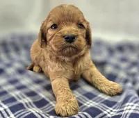 Flint, a male Cavapoo for sale in Galena, MO – Photo 2 of 8