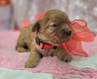 Flint, a male Cavapoo for sale in Galena, MO – Photo 8 of 8