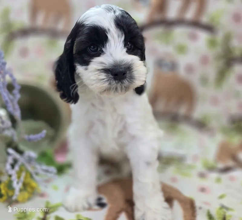 Puddleduck – Cockapoo puppy for sale in Galena, MO