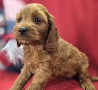 Prada, a female Cockapoo for sale in Galena, MO – 2 of 8