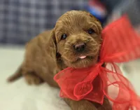 Cherry, a male Cockapoo for sale in Galena, MO – 2 of 5