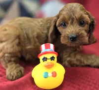 Prada, a female Cockapoo for sale in Galena, MO – 3 of 8