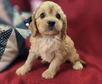 Beau, a male Cavapoo for sale in Galena, MO – 6 of 8