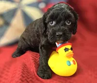 Twink, a female Cavapoo for sale in Galena, MO – 8 of 8
