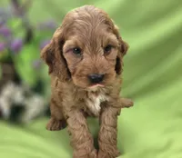 Cashmere, a male Cockapoo for sale in Galena, MO – 2 of 7