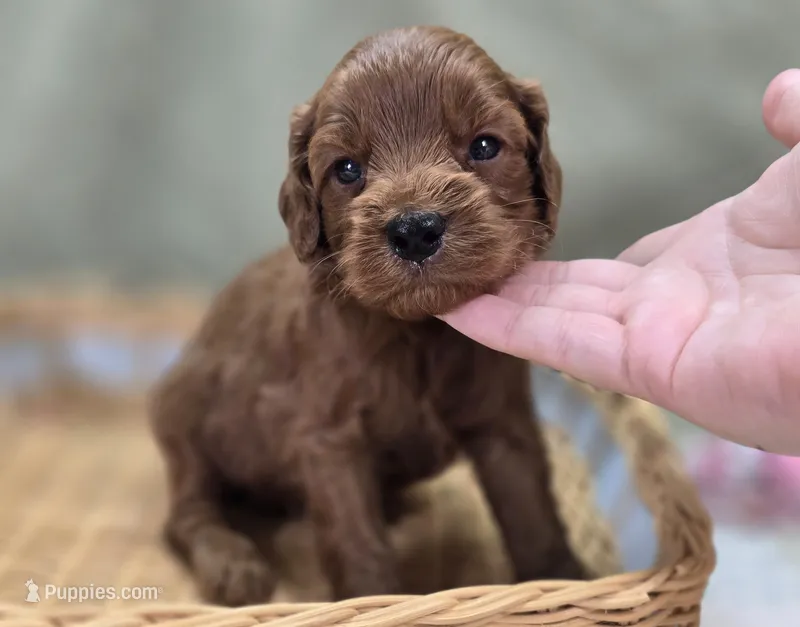 Milan – Cockapoo puppy for sale in Galena, MO