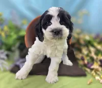 Puddleduck, a male Cockapoo for sale in Galena, MO – 3 of 5