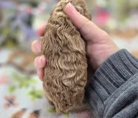 Girdle, a female Cockapoo for sale in Galena, MO – 5 of 5