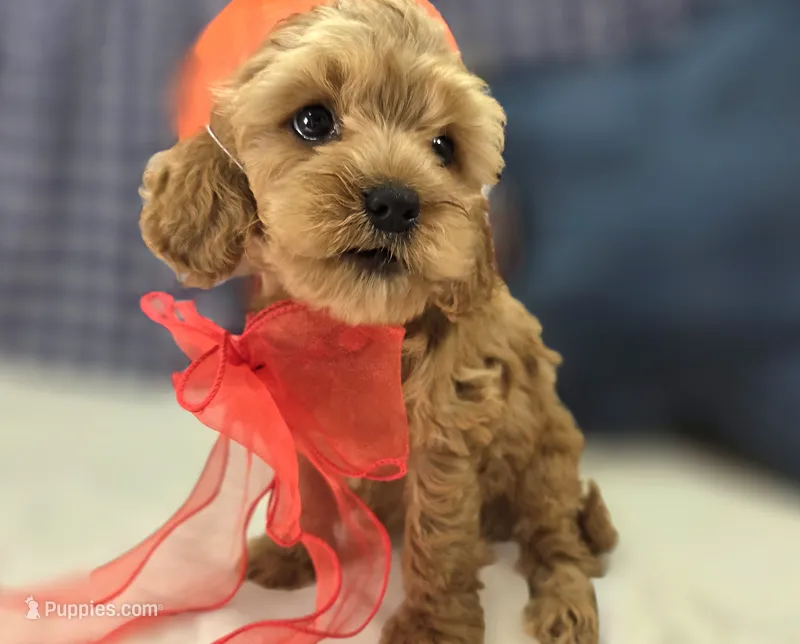 Girdle – Cockapoo puppy for sale in Galena, MO