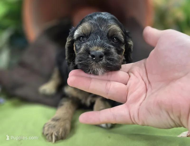 Batty – Cockapoo puppy for sale in Galena, MO