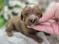 Rollypolly, a female Cavapoo for sale in Galena, MO – 4 of 5