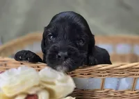 Trigger, a male Cavapoo for sale in Galena, MO – 2 of 6