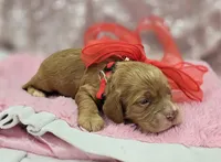 Nimbus, a male Cockapoo for sale in Galena, MO – Photo 2 of 5