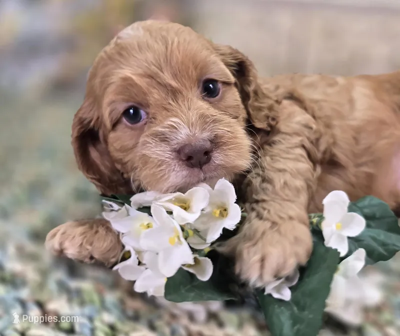 Nimbus – Cockapoo puppy for sale in Galena, MO
