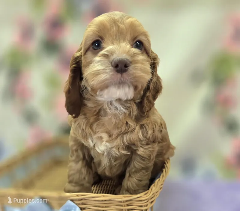 Nimbus – Cockapoo puppy for sale in Galena, MO