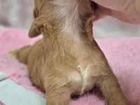 Nimbus, a male Cockapoo for sale in Galena, MO – Photo 5 of 5