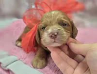 Nimbus, a male Cockapoo for sale in Galena, MO – Photo 4 of 5