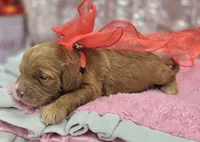 Nimbus, a male Cockapoo for sale in Galena, MO – Photo 3 of 5
