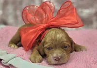Nimbus, a male Cockapoo for sale in Galena, MO – Photo 1 of 5