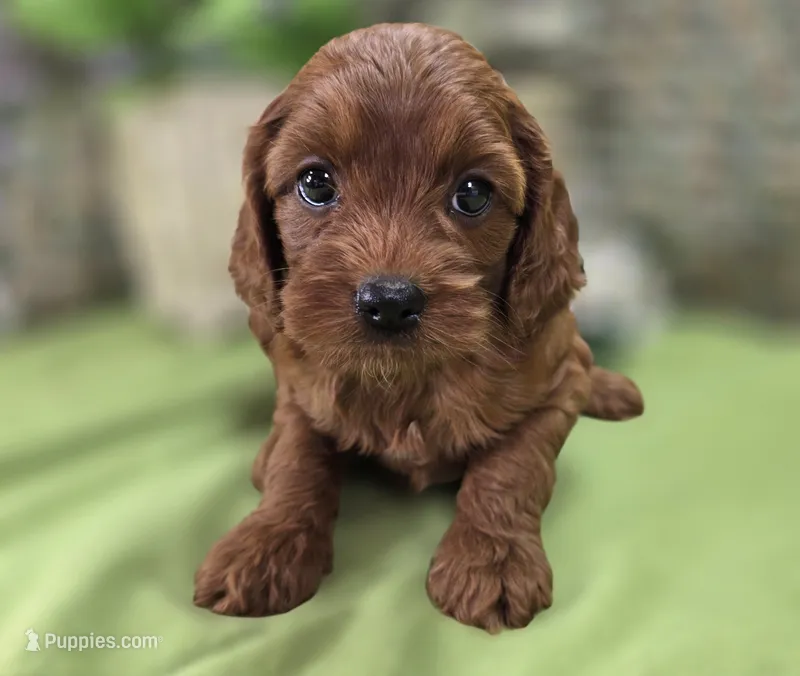 Prada – Cockapoo puppy for sale in Galena, MO