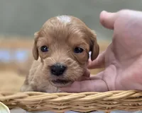 Miles, a male Cavapoo for sale in Galena, MO – 6 of 6