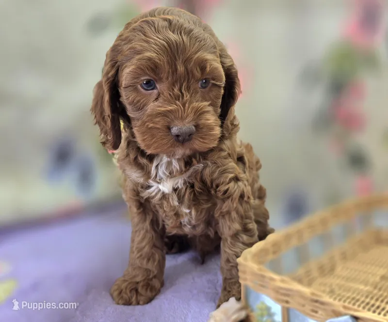 Rime – Cockapoo puppy for sale in Galena, MO