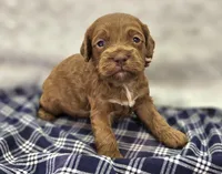 Rime, a male Cockapoo for sale in Galena, MO – Photo 4 of 10