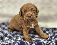 Rime, a male Cockapoo for sale in Galena, MO – Photo 3 of 10
