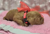 Rime, a male Cockapoo for sale in Galena, MO – Photo 8 of 10