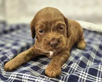 Rime, a male Cockapoo for sale in Galena, MO – Photo 5 of 10