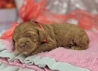 Rime, a male Cockapoo for sale in Galena, MO – Photo 6 of 10