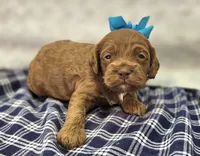 Rime, a male Cockapoo for sale in Galena, MO – Photo 1 of 10