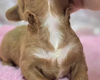 Rime, a male Cockapoo for sale in Galena, MO – Photo 10 of 10