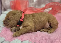Rime, a male Cockapoo for sale in Galena, MO – Photo 9 of 10