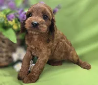 Prada, a female Cockapoo for sale in Galena, MO – 6 of 8