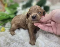 Grub, a male Cavapoo for sale in Galena, MO – 5 of 5