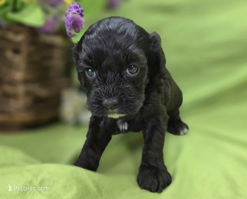 Twink – Cavapoo puppy for sale in Galena, MO