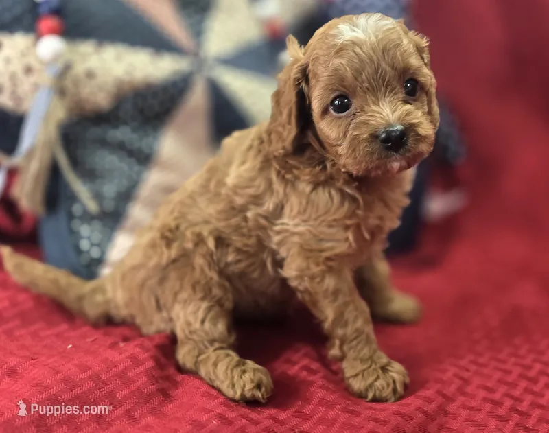 Rollypolly – Cavapoo puppy for sale in Galena, MO