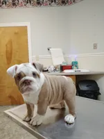 Lil Mama , a female English Bulldog for sale in Fayetteville, NC – 4 of 4